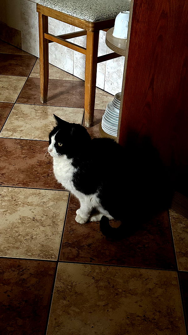 mira.0004 image ~ Altpins