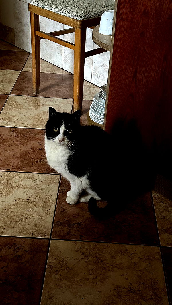 mira.0004 image ~ Altpins