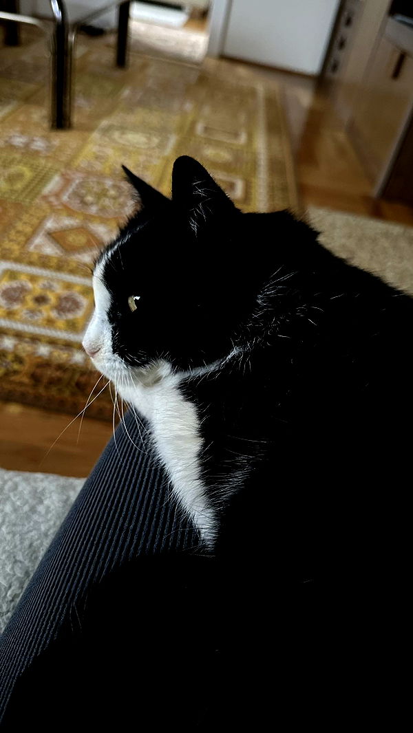 mira.0004 image ~ Altpins