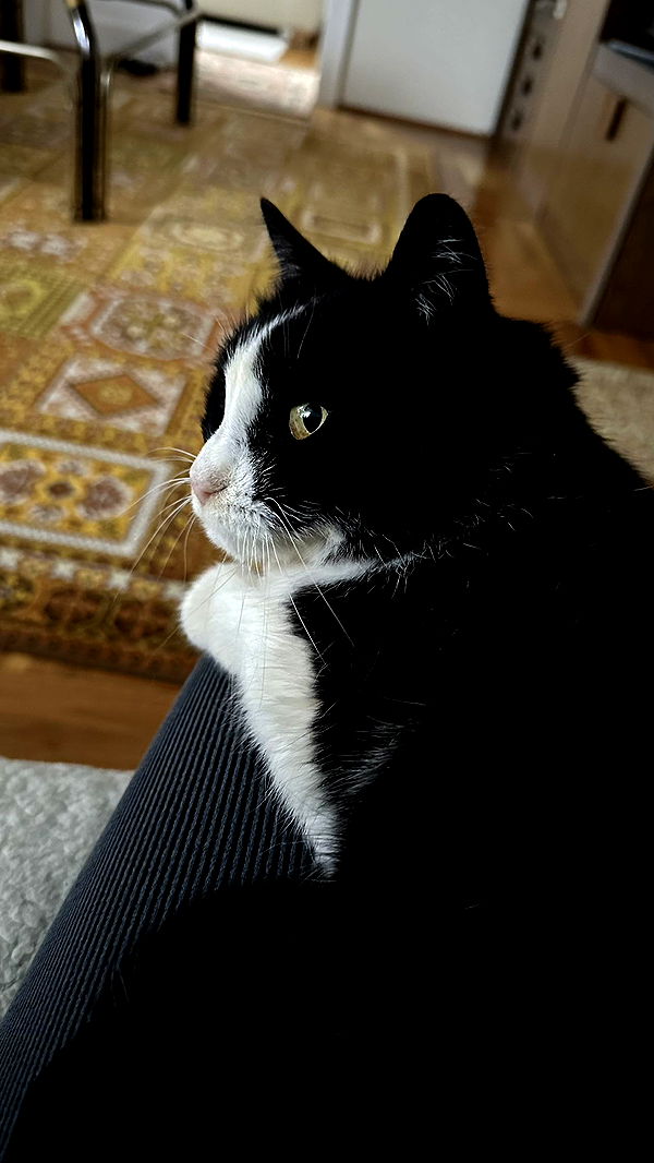 mira.0004 image ~ Altpins