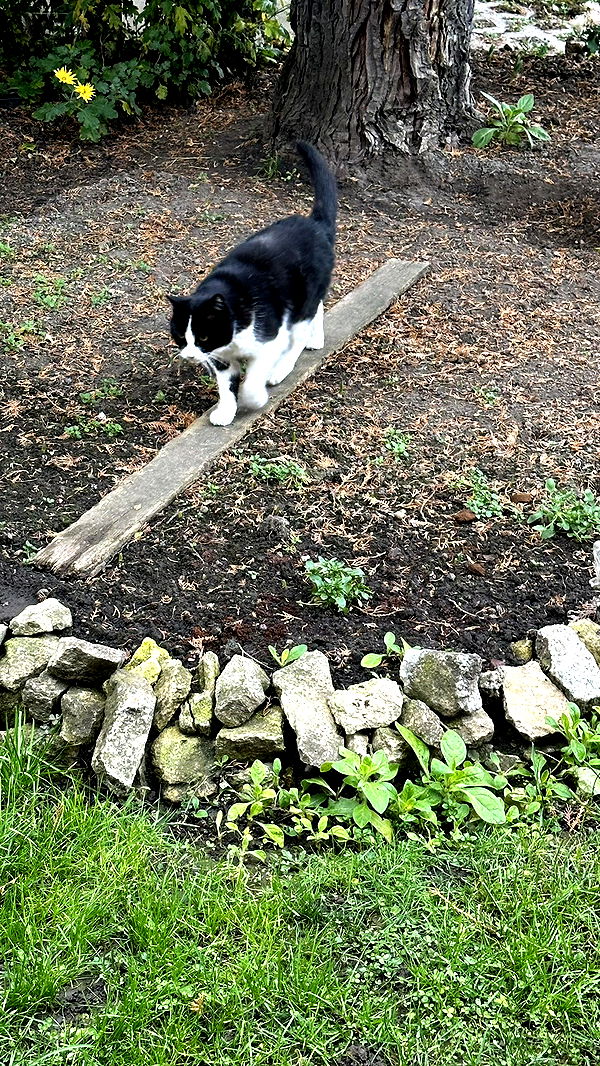 mira.0004 image ~ Altpins