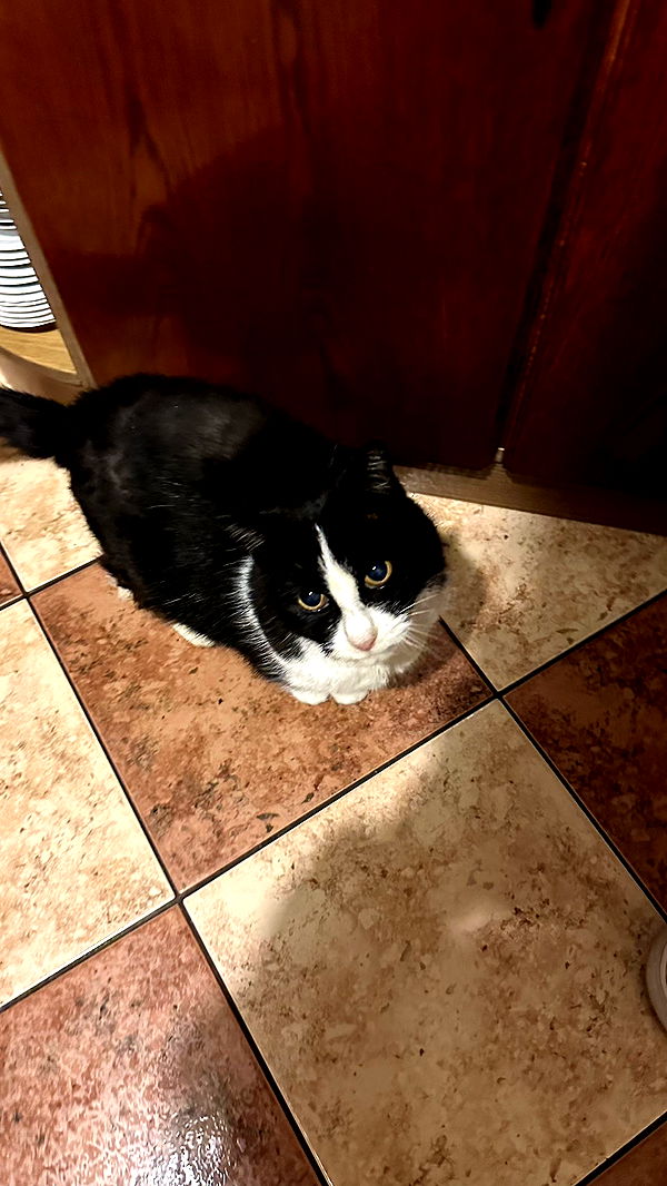 mira.0004 image ~ Altpins