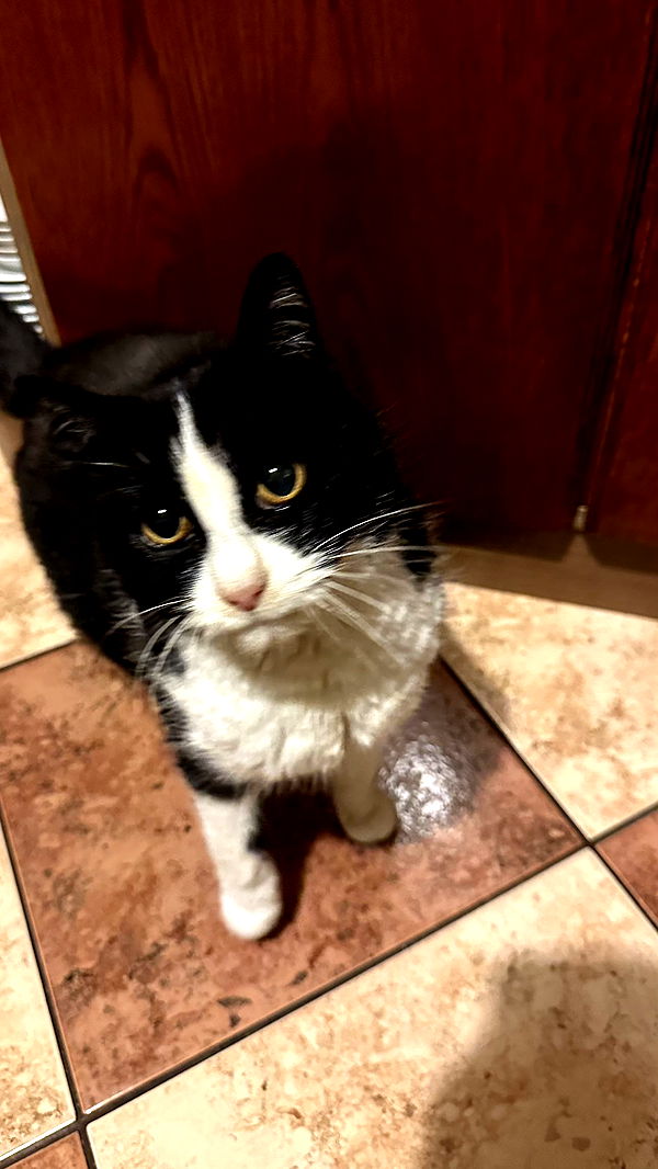 mira.0004 image ~ Altpins