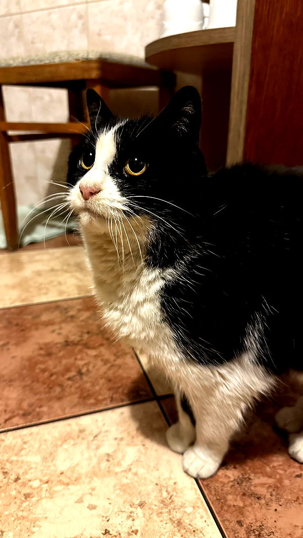 mira.0004 image ~ Altpins