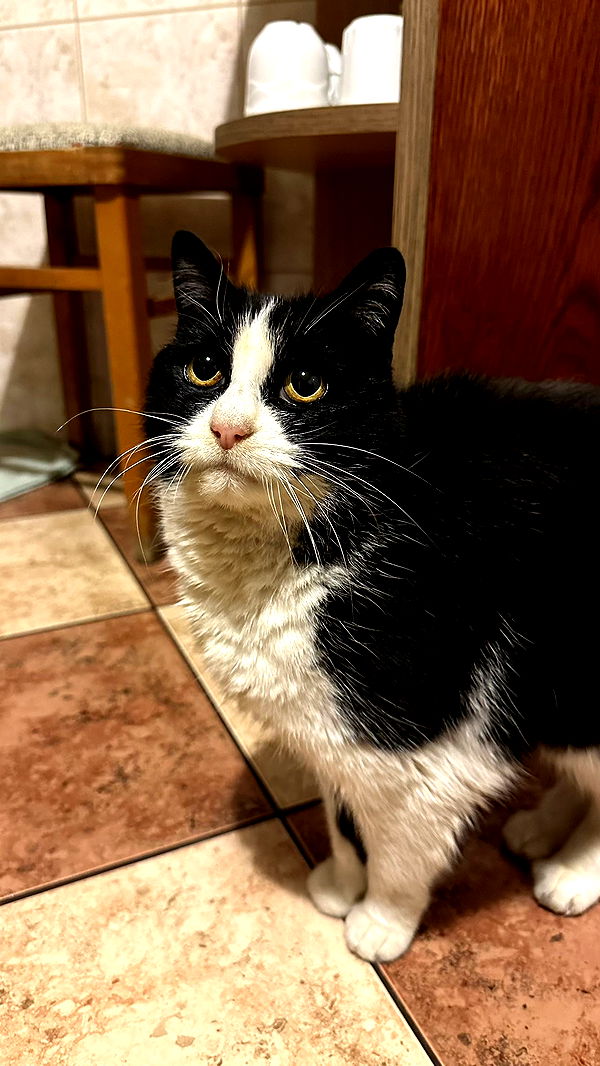 mira.0004 image ~ Altpins