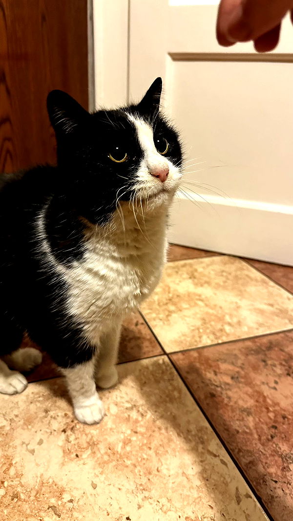 mira.0004 image ~ Altpins