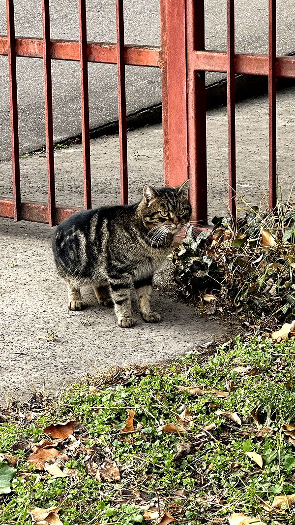 mira.0004 image ~ Altpins