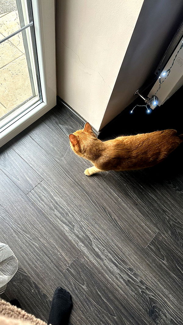 mira.0004 image ~ Altpins