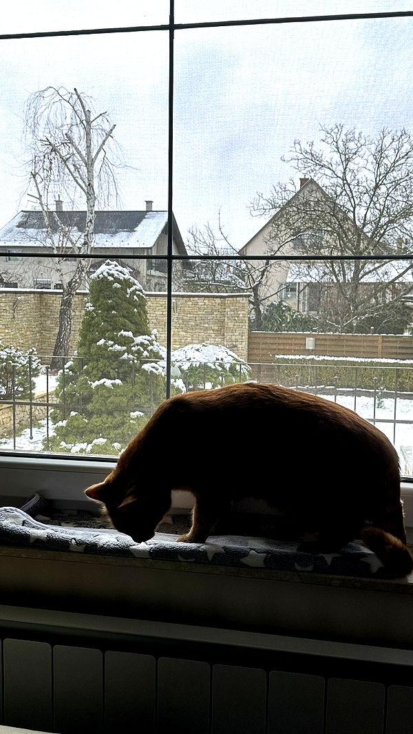 mira.0004 image ~ Altpins