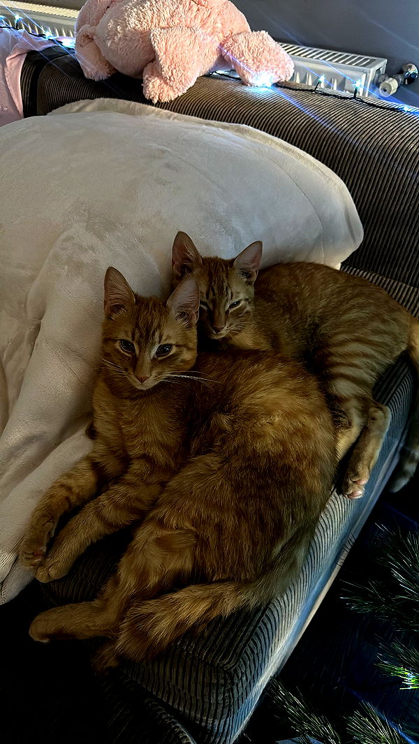 mira.0004 image ~ Altpins