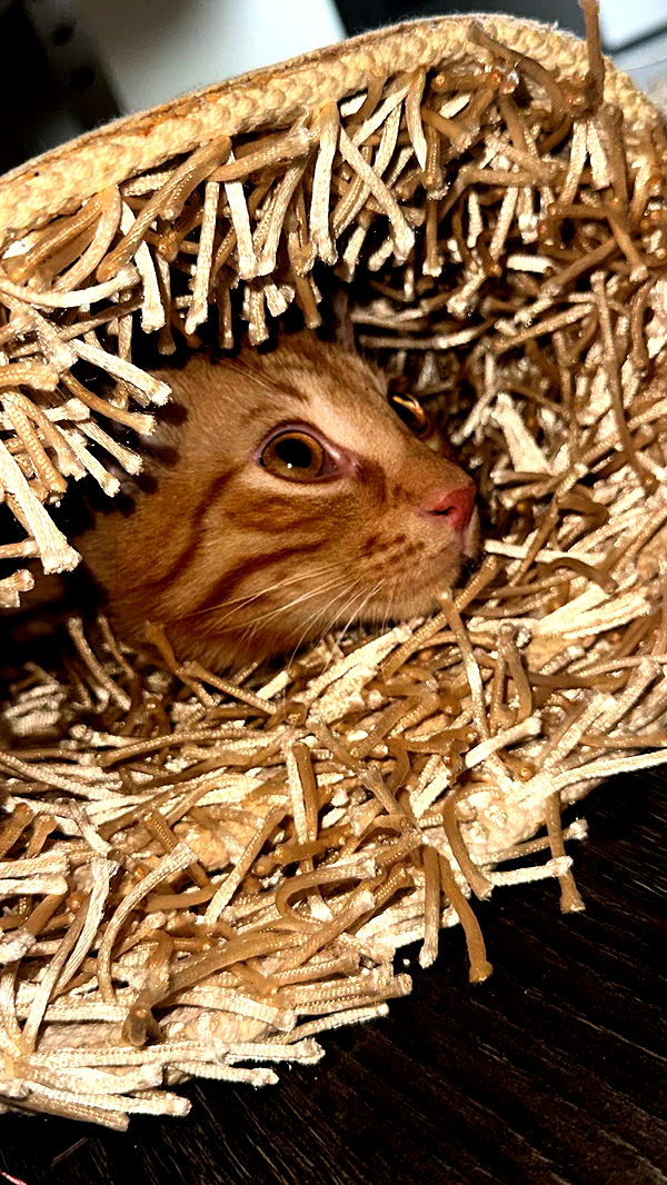 mira.0004 image ~ Altpins