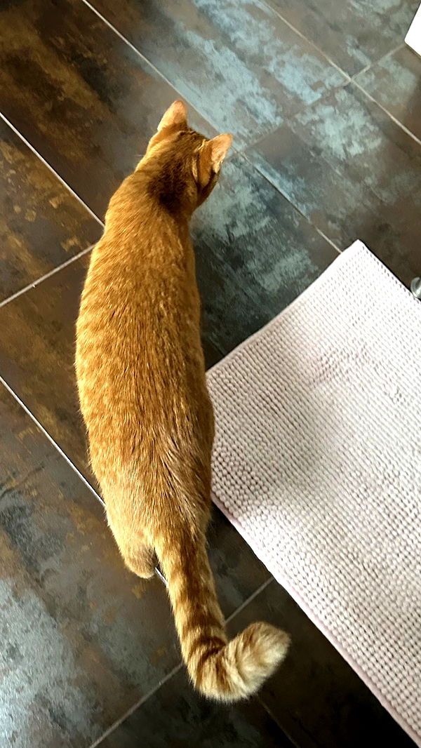 mira.0004 image ~ Altpins