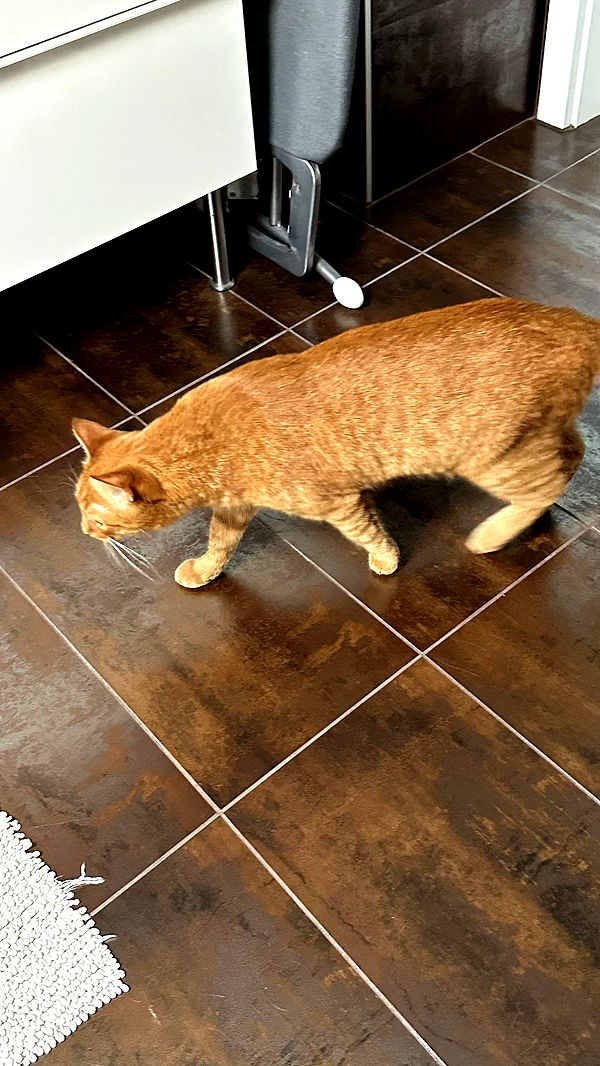 mira.0004 image ~ Altpins