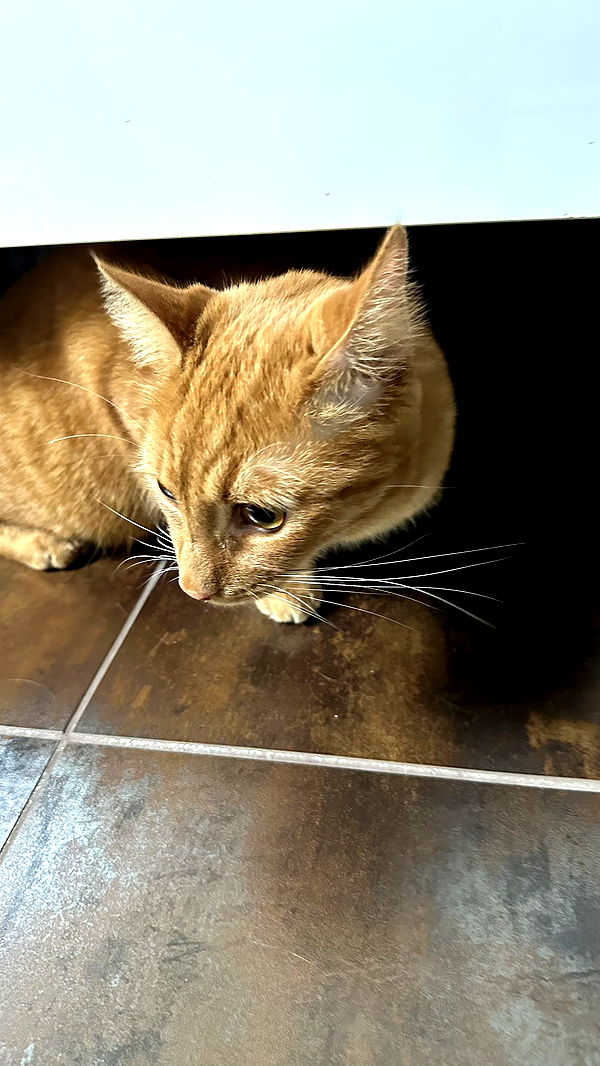 mira.0004 image ~ Altpins