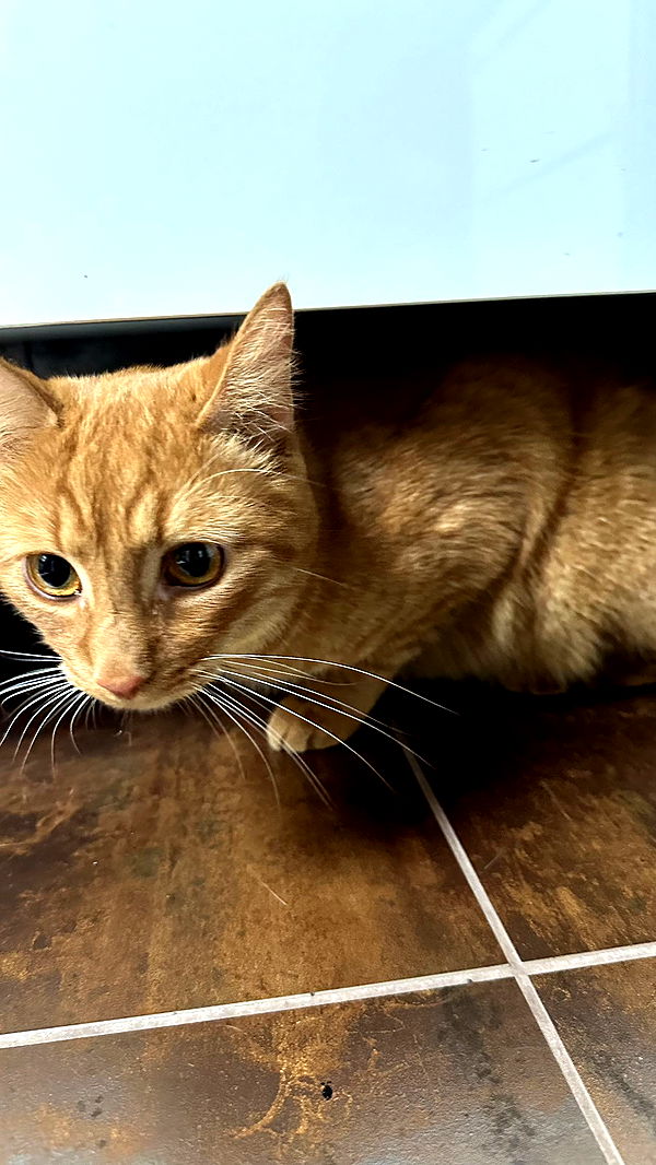 mira.0004 image ~ Altpins