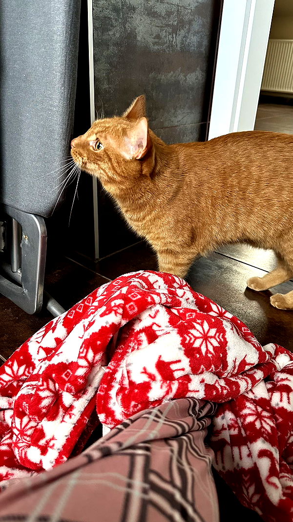 mira.0004 image ~ Altpins