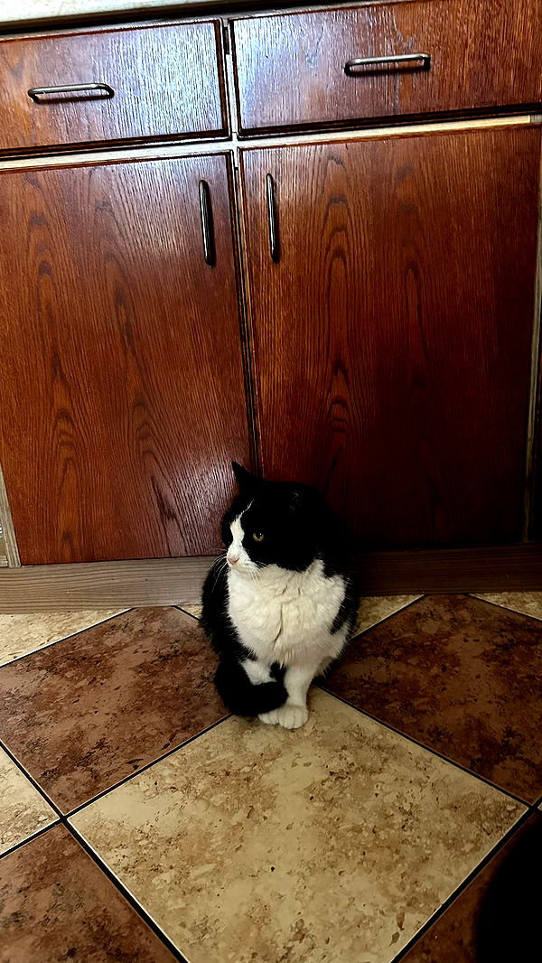 mira.0004 image ~ Altpins