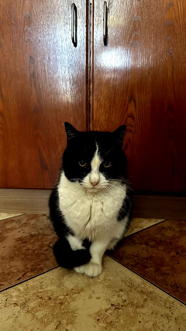 mira.0004 image ~ Altpins