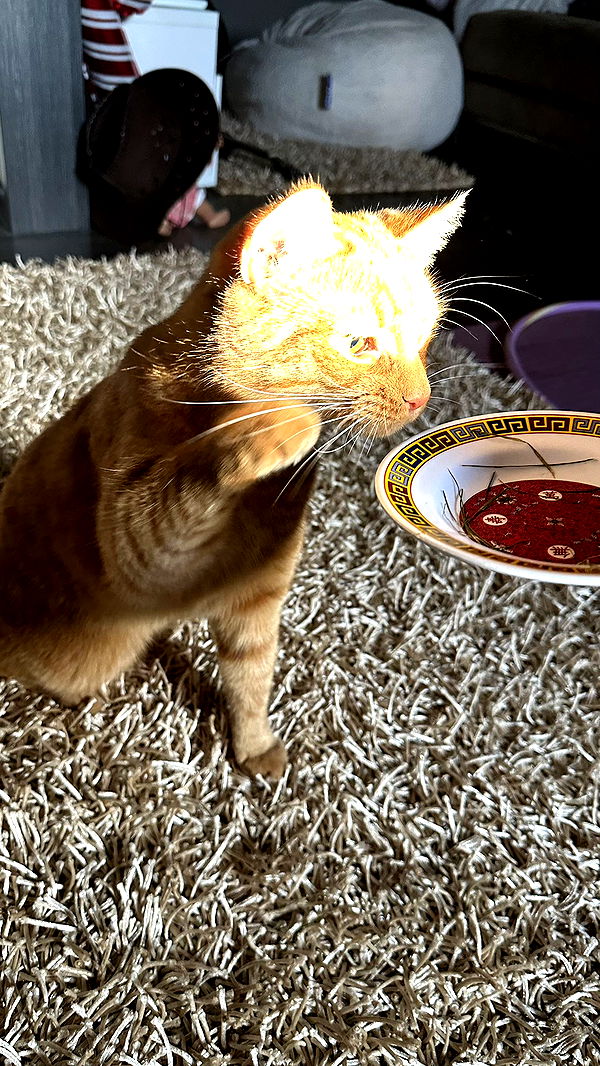 mira.0004 image ~ Altpins