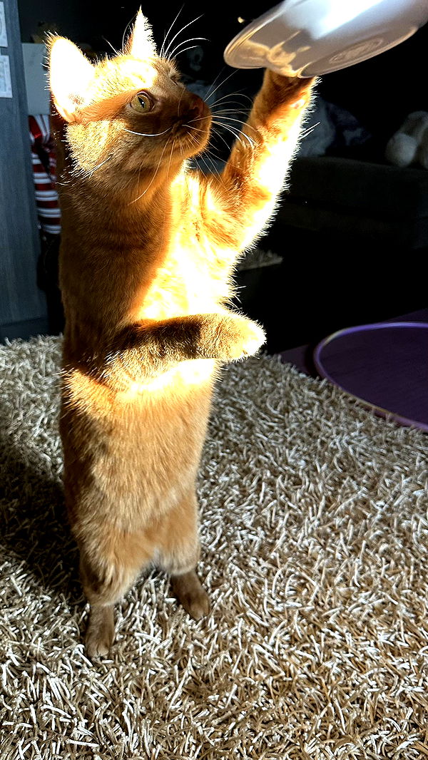 mira.0004 image ~ Altpins