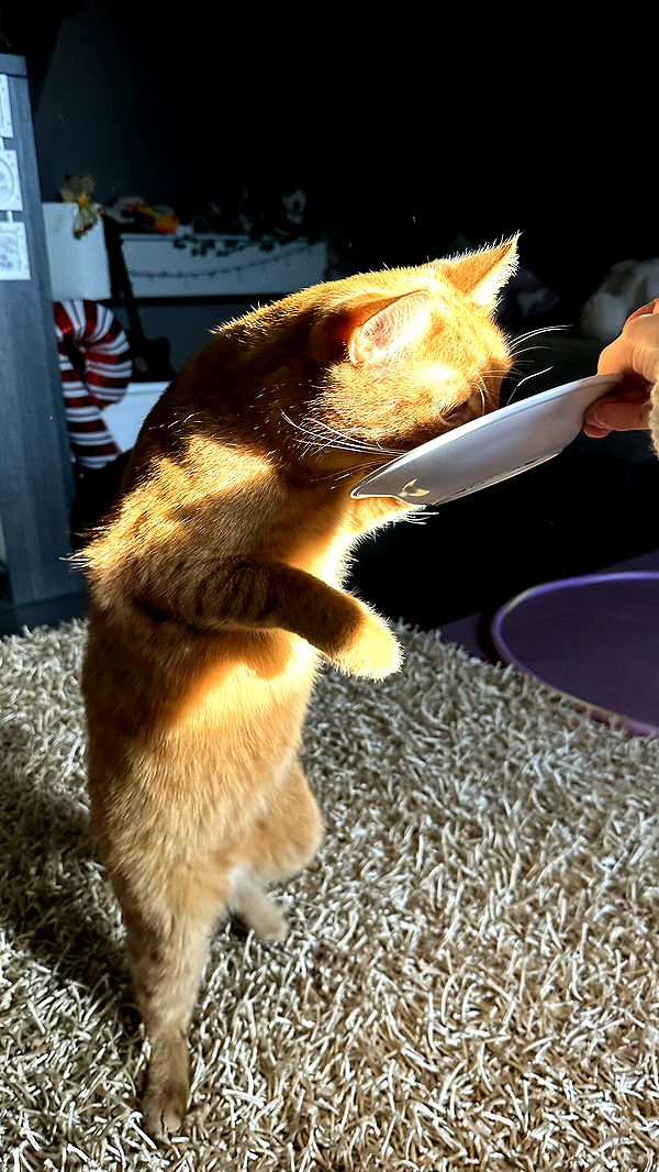 mira.0004 image ~ Altpins