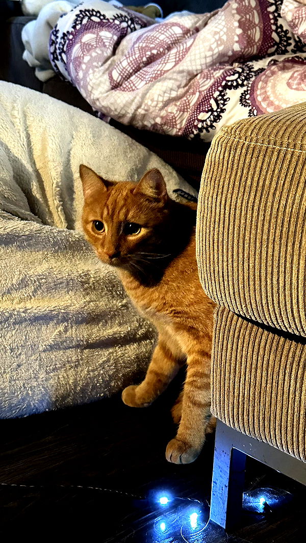 mira.0004 image ~ Altpins