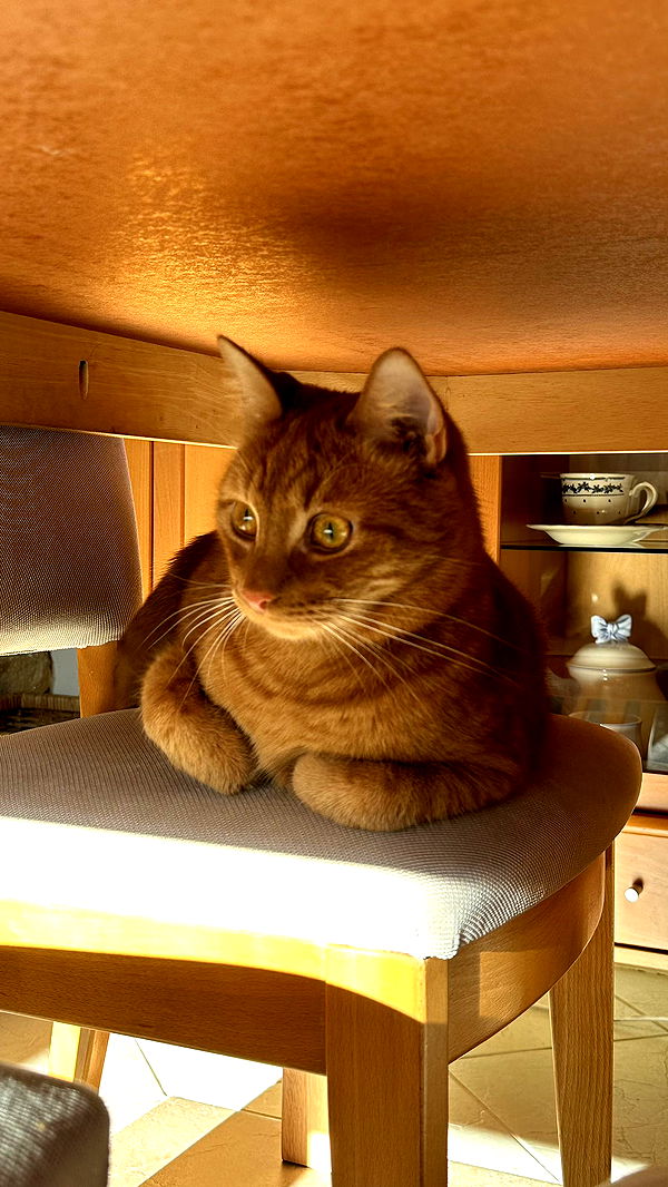 mira.0004 image ~ Altpins