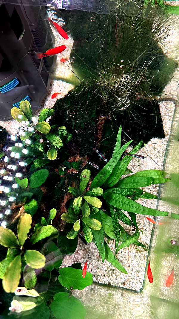 mira.0004 image ~ Altpins