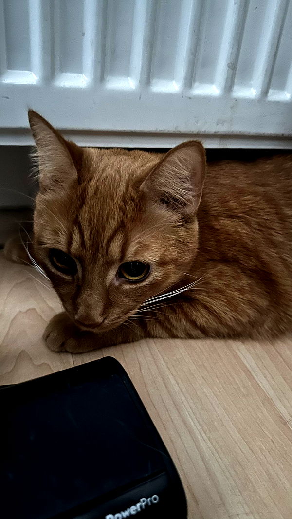 mira.0004 image ~ Altpins