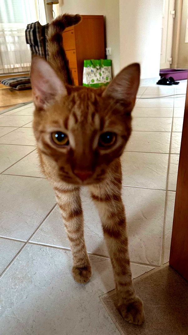 mira.0004 image ~ Altpins