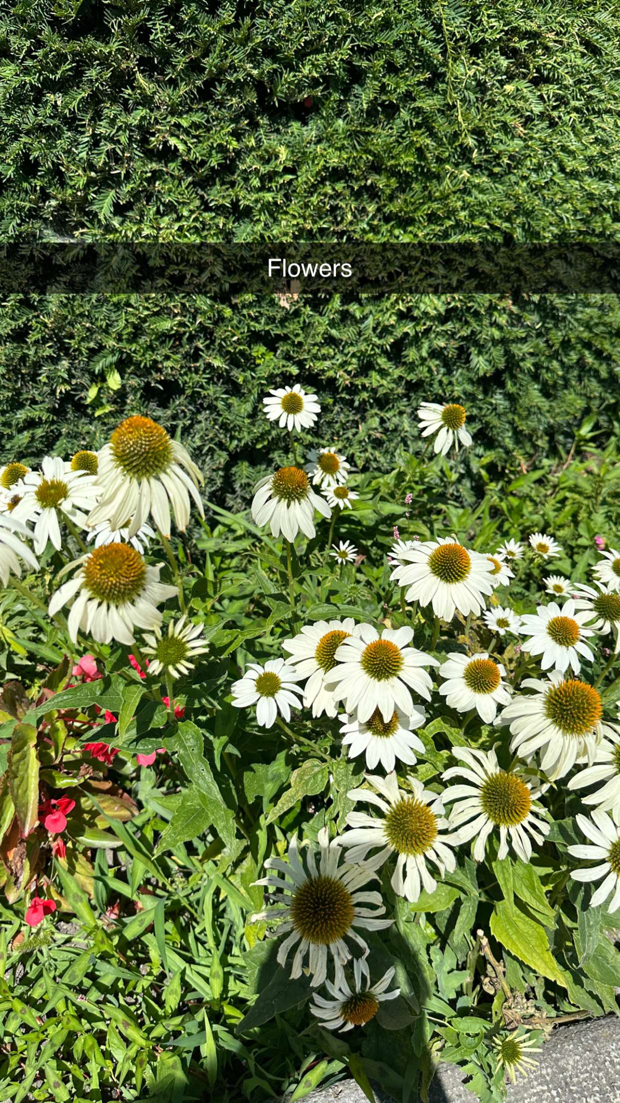 mira.0004 snapchat image archive image