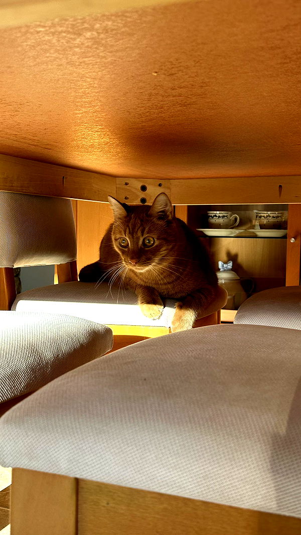 mira.0004 image ~ Altpins