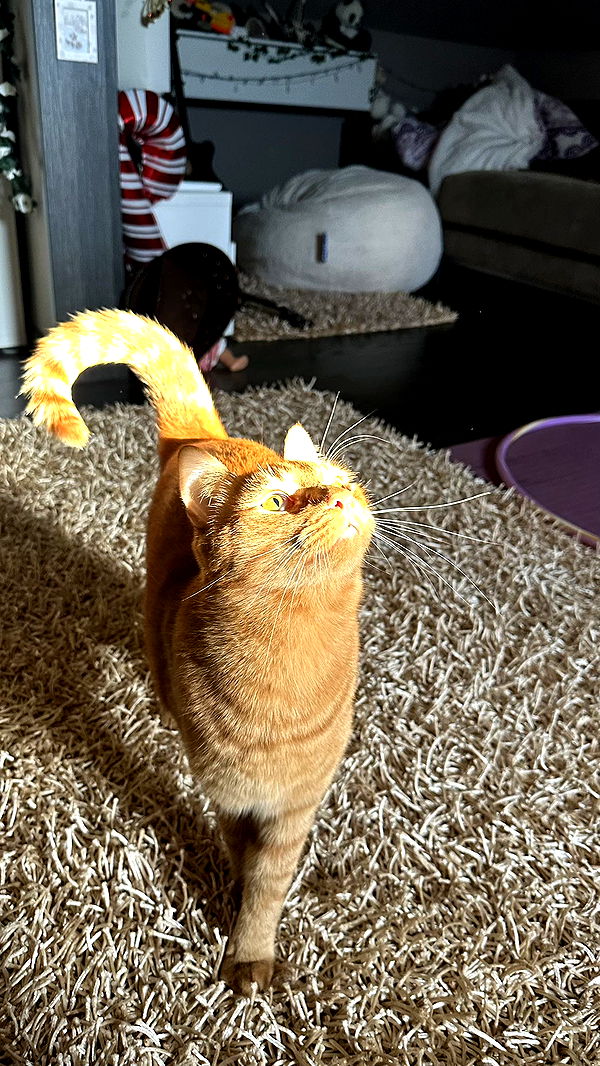 mira.0004 image ~ Altpins