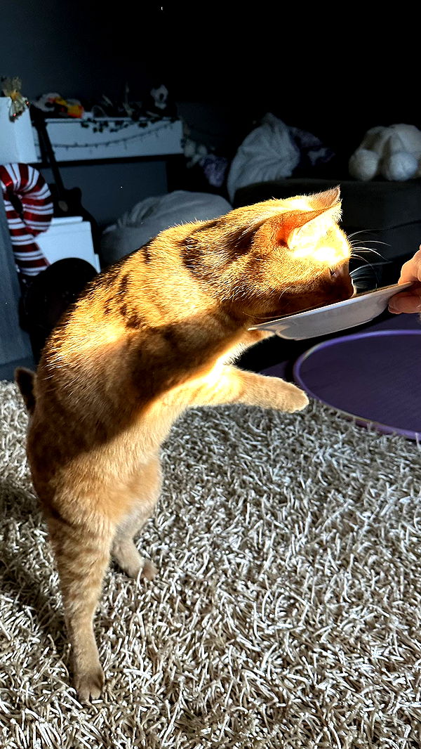 mira.0004 image ~ Altpins