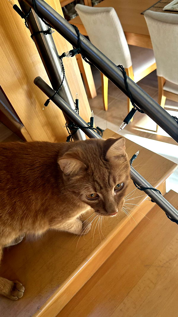 mira.0004 image ~ Altpins