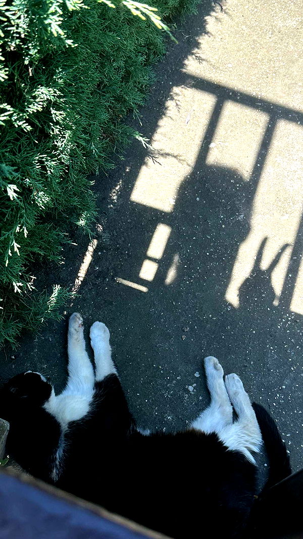 mira.0004 image ~ Altpins