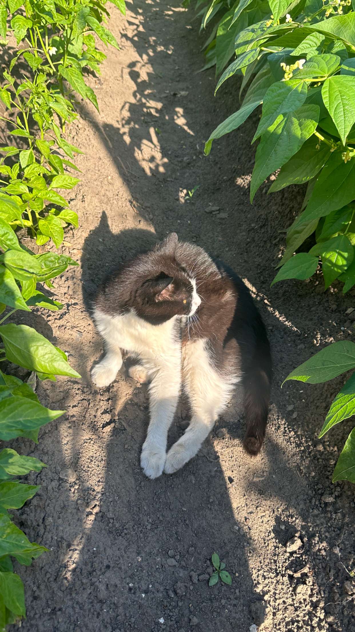 mira.0004 snapchat image archive image