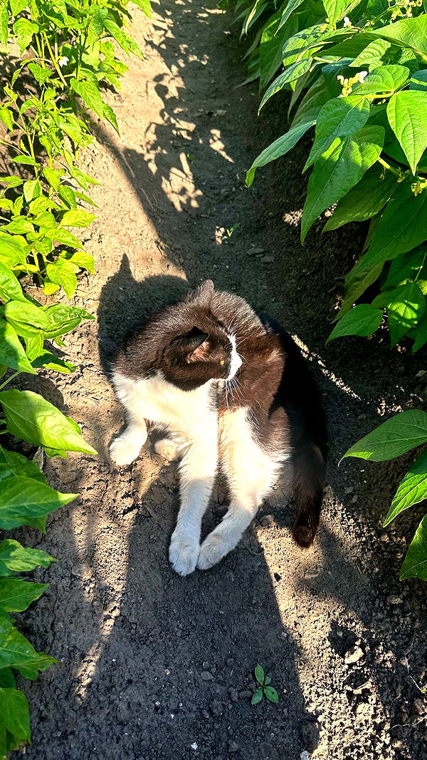 mira.0004 image ~ Altpins