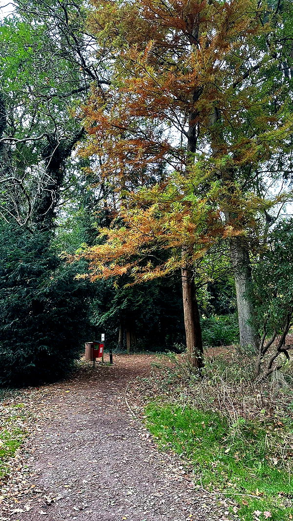 mira.0004 image ~ Altpins