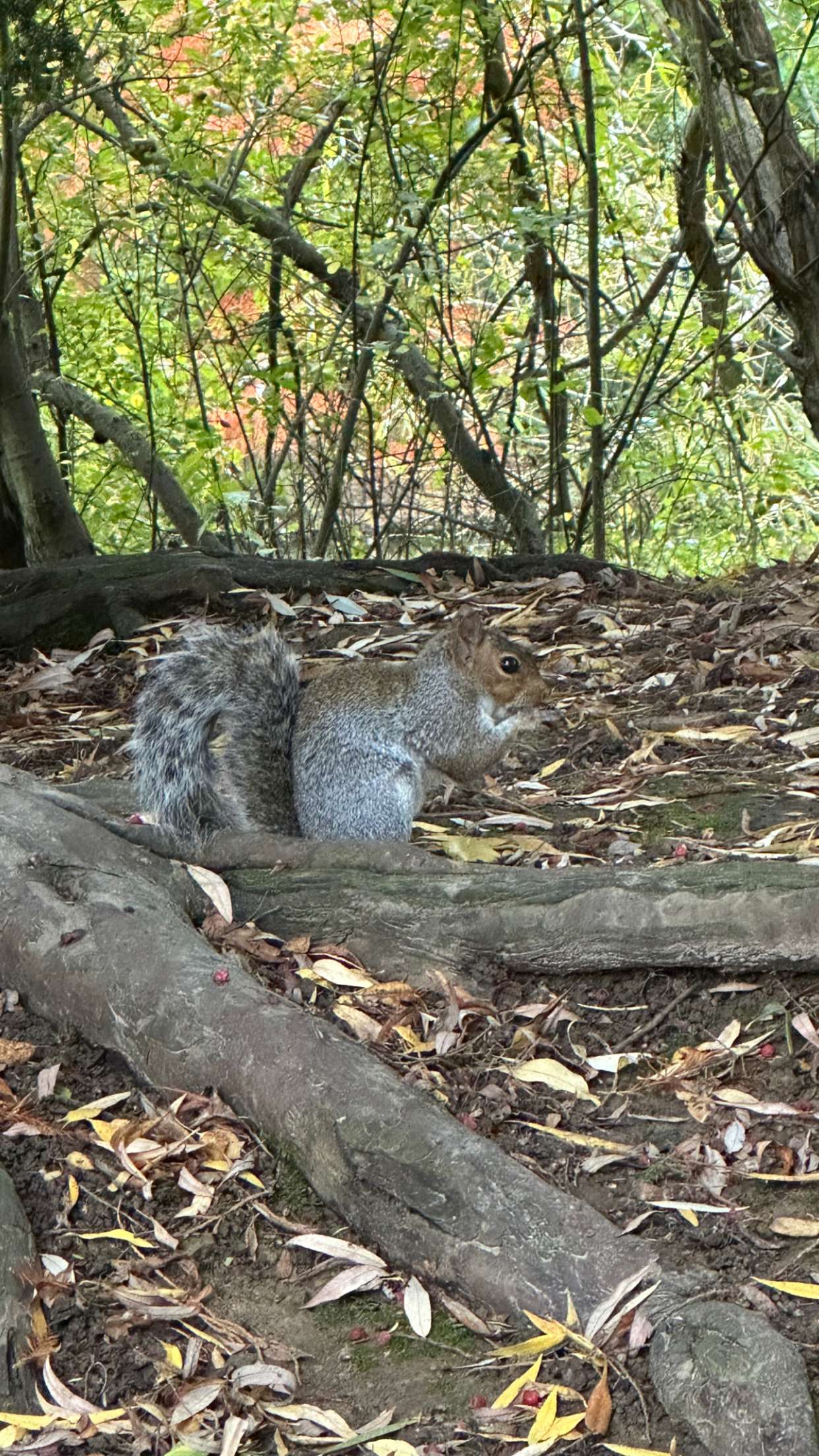 mira.0004 snapchat image archive image