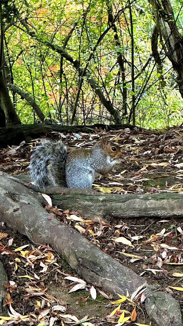 mira.0004 image ~ Altpins