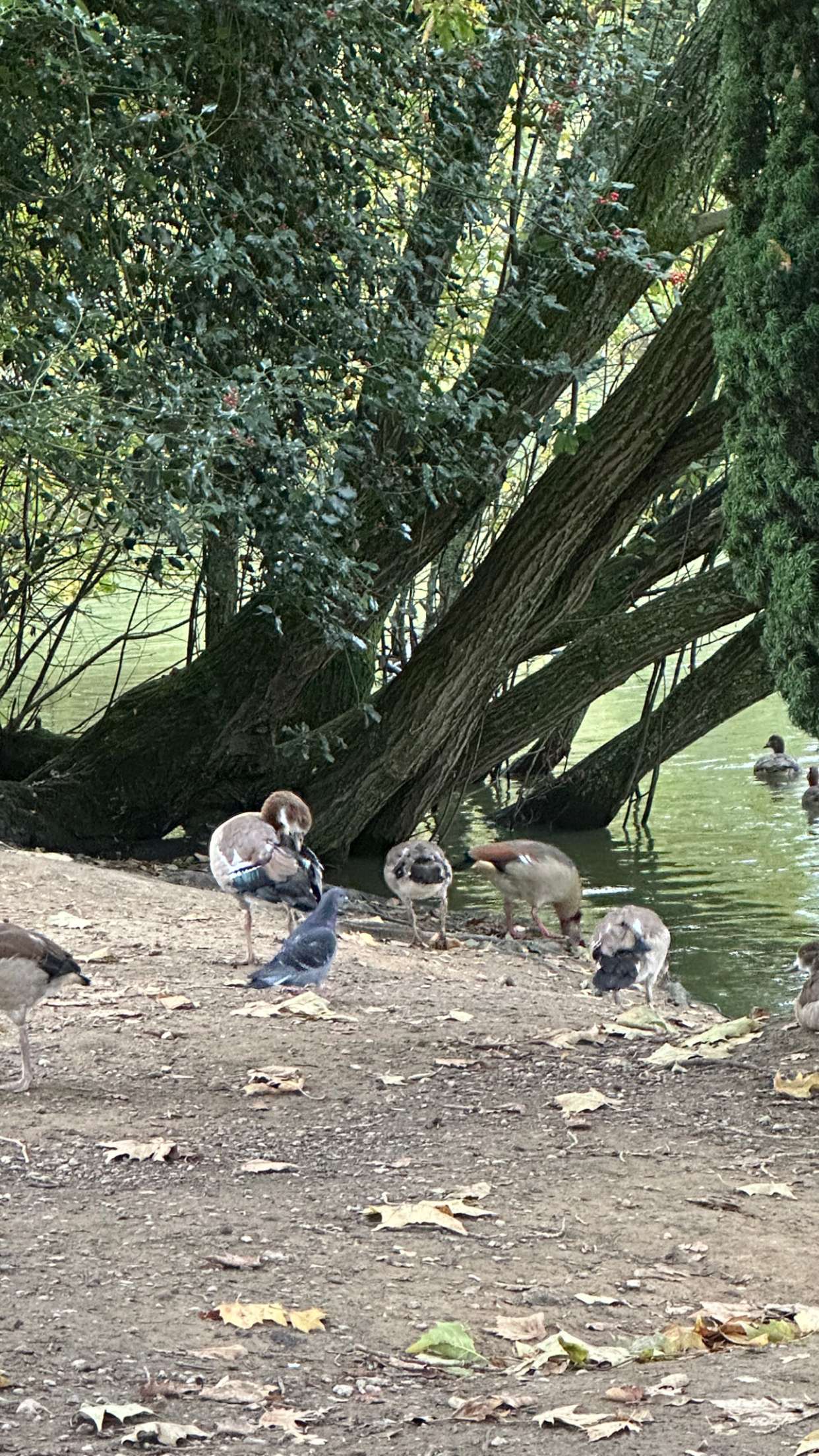 mira.0004 snapchat image archive image