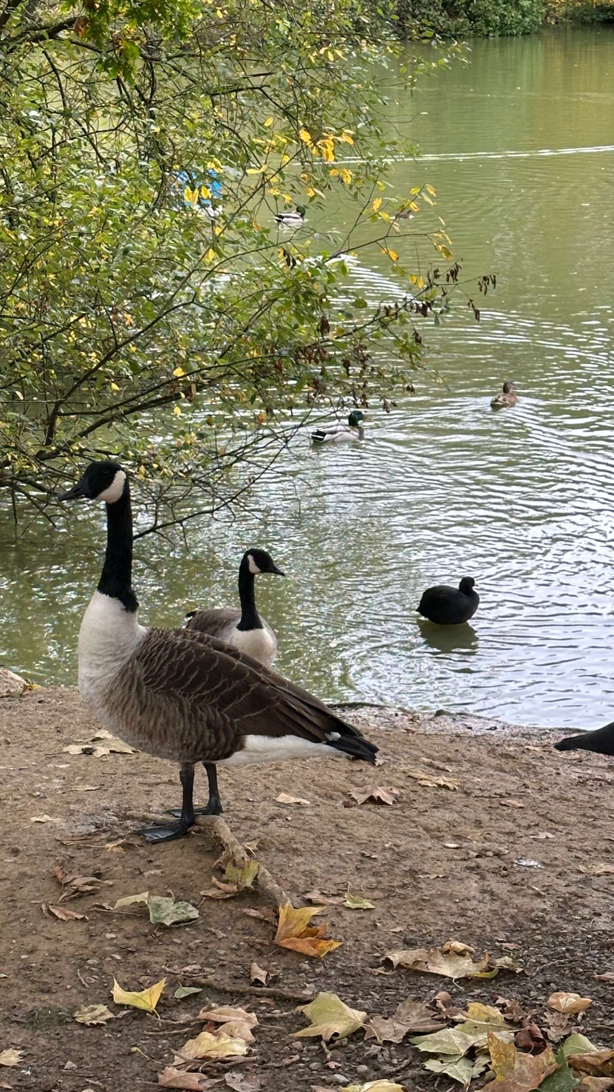 mira.0004 snapchat image archive image