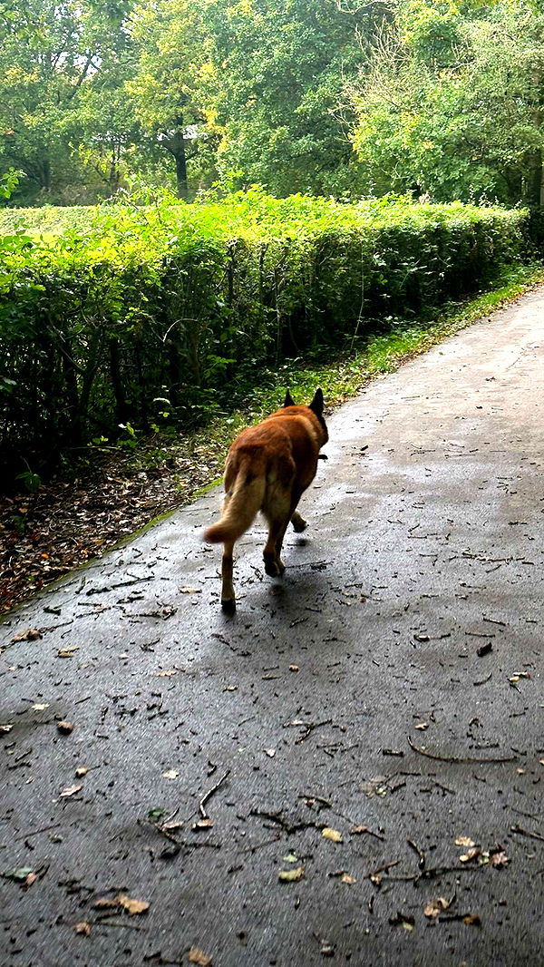 mira.0004 image ~ Altpins