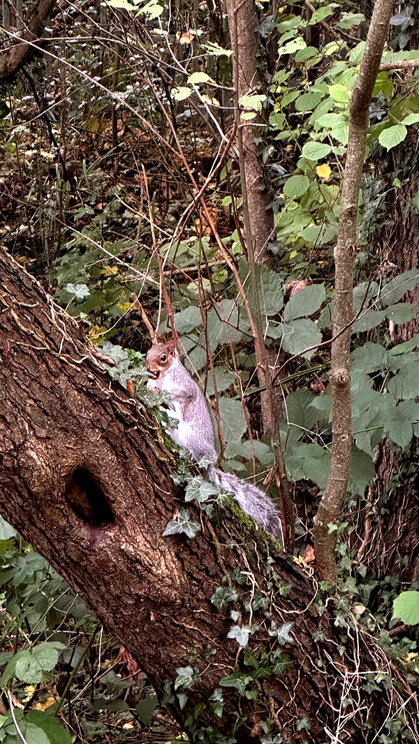 mira.0004 image ~ Altpins