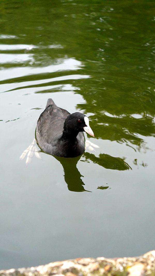 mira.0004 image ~ Altpins