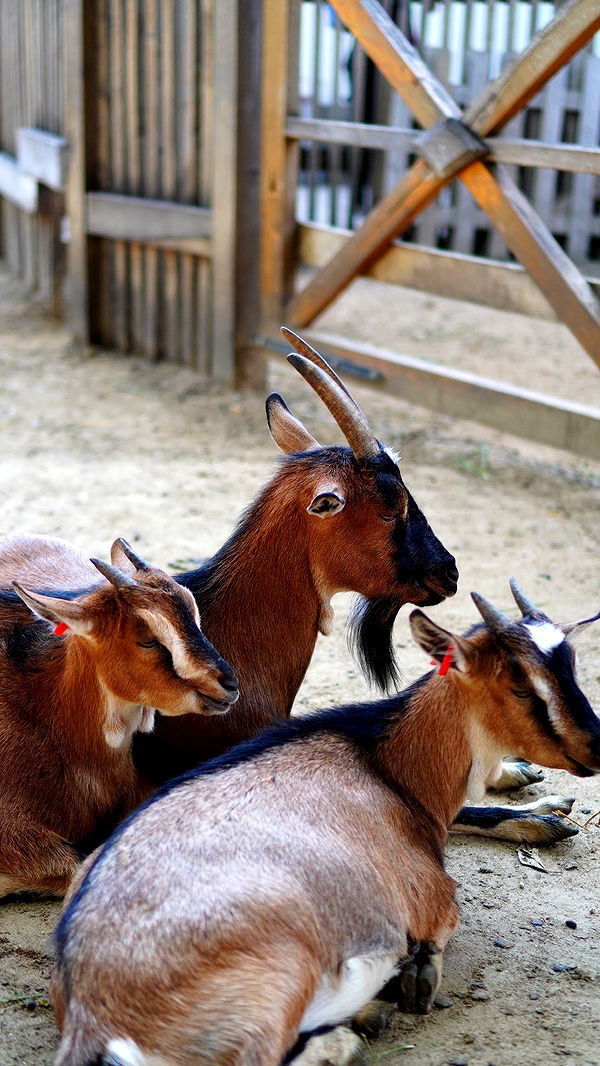 mira.0004 image ~ Altpins