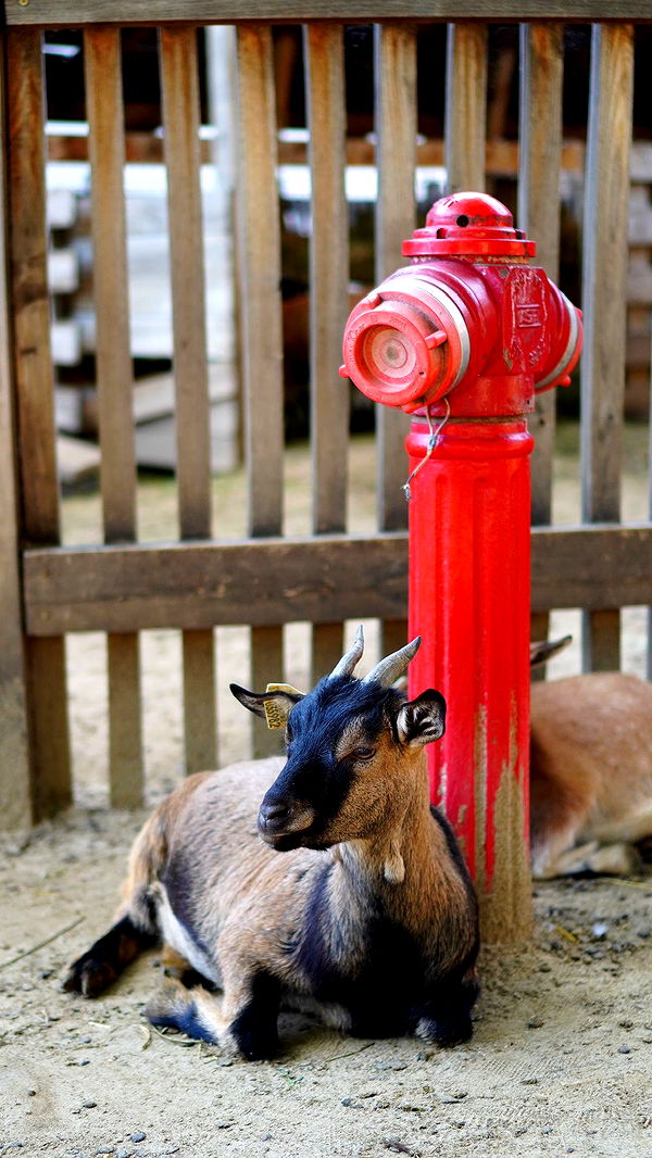 mira.0004 image ~ Altpins