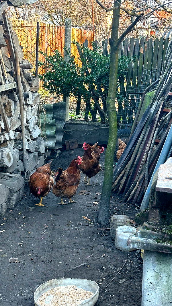 mira.0004 image ~ Altpins