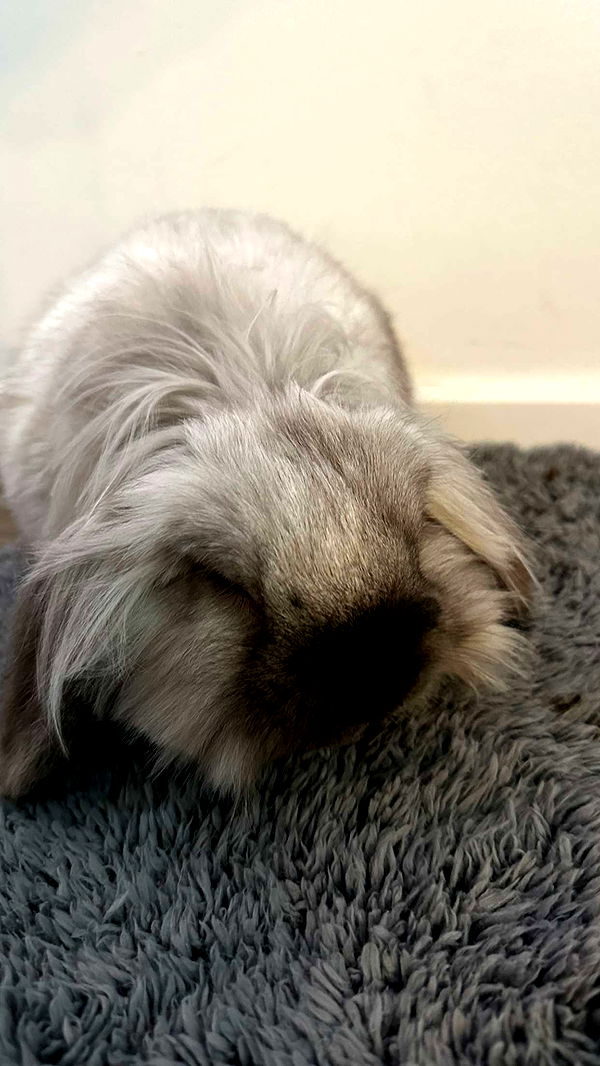 mira.0004 image ~ Altpins